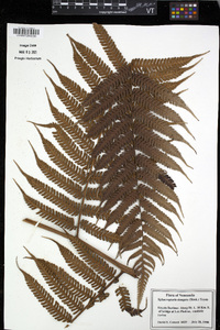 Cyathea poeppigii image