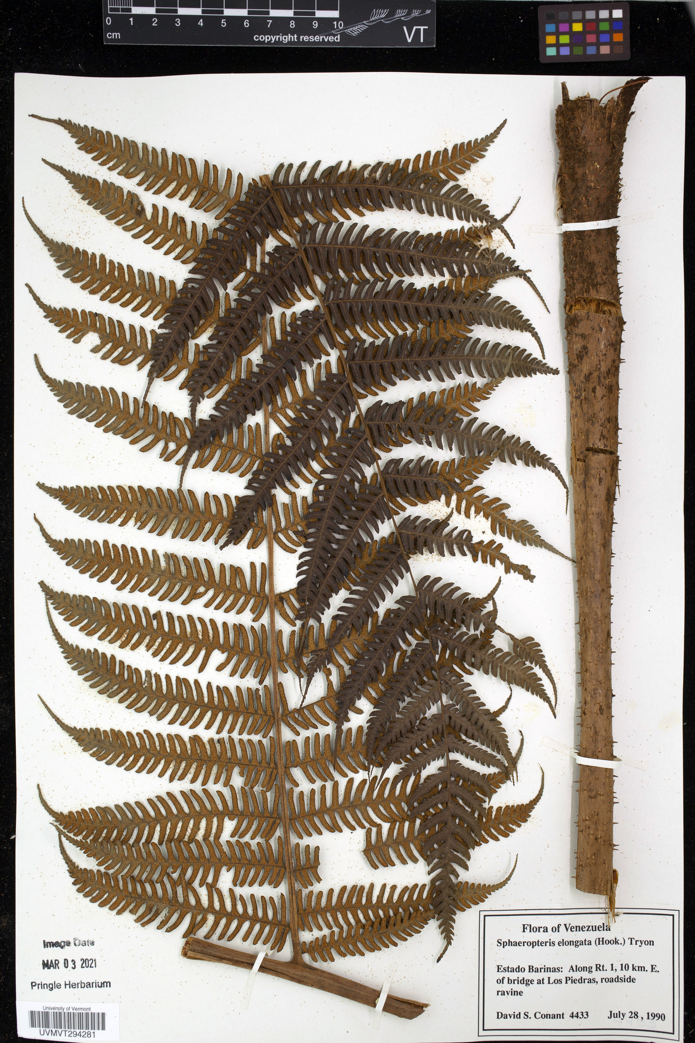 Cyathea poeppigii image