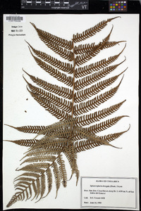 Cyathea poeppigii image