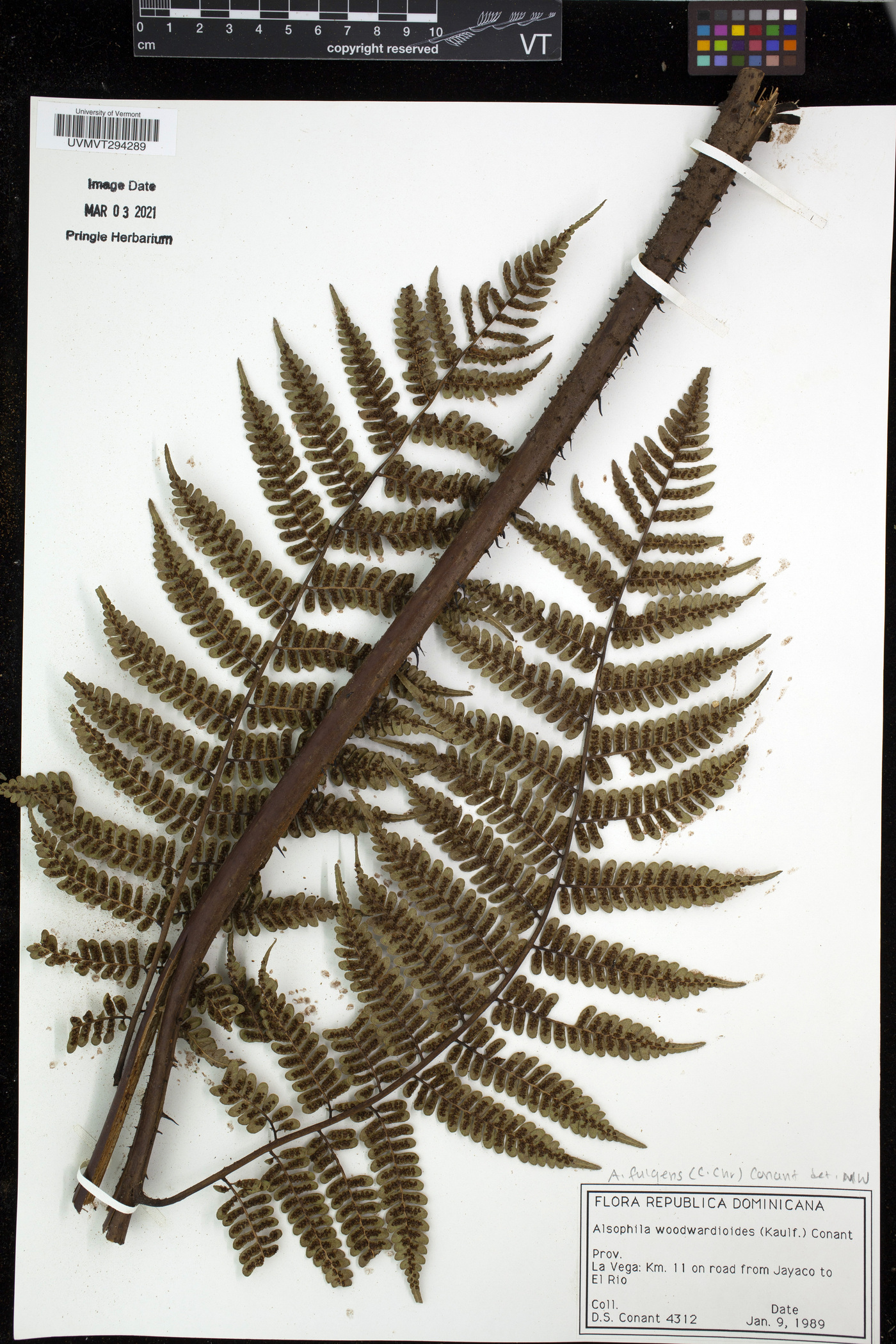 Cyathea fulgens image