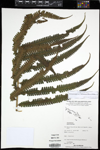 Sphaerostephanos heterocarpus image