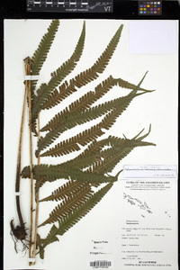 Sphaerostephanos heterocarpus image