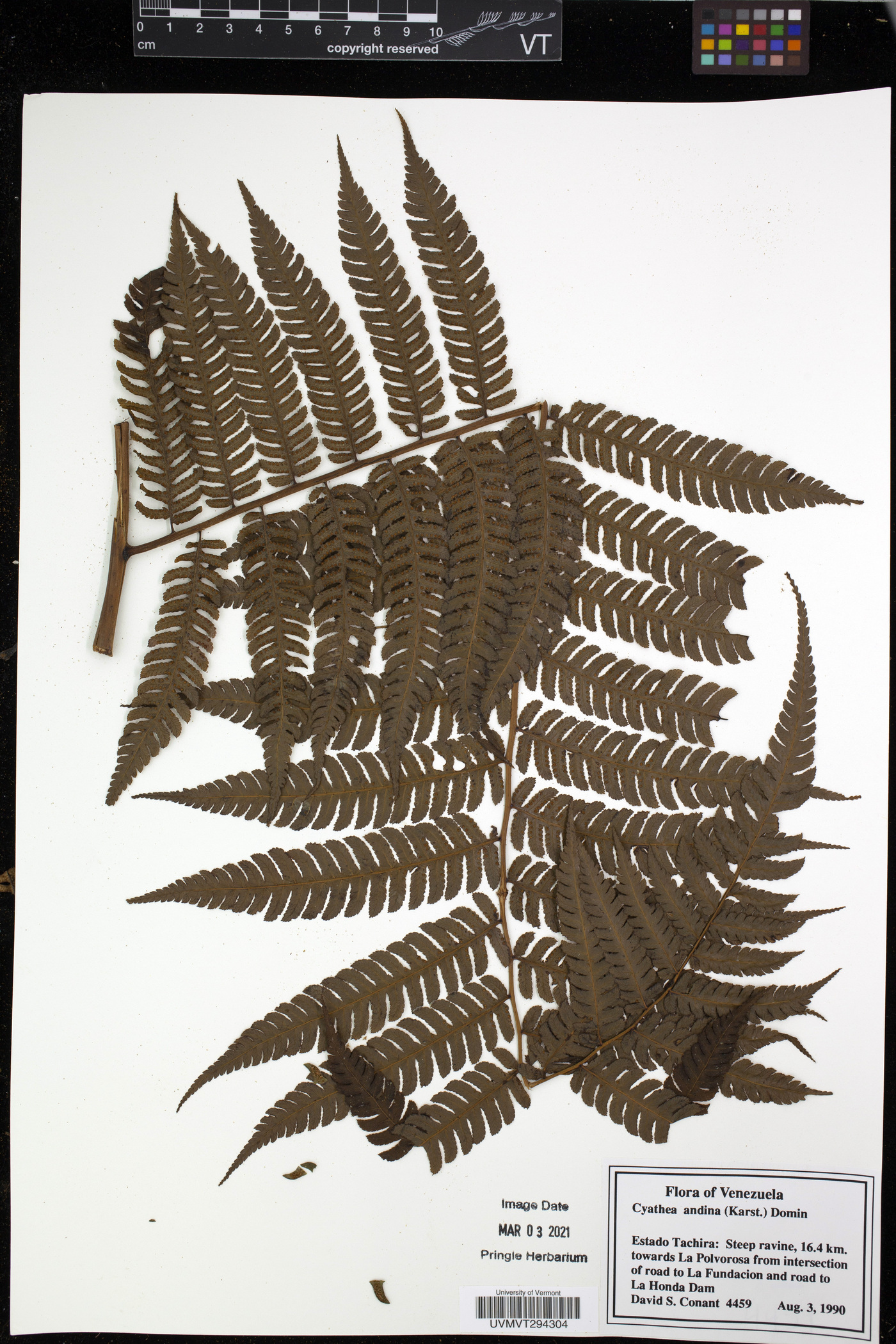 Cyathea andina image