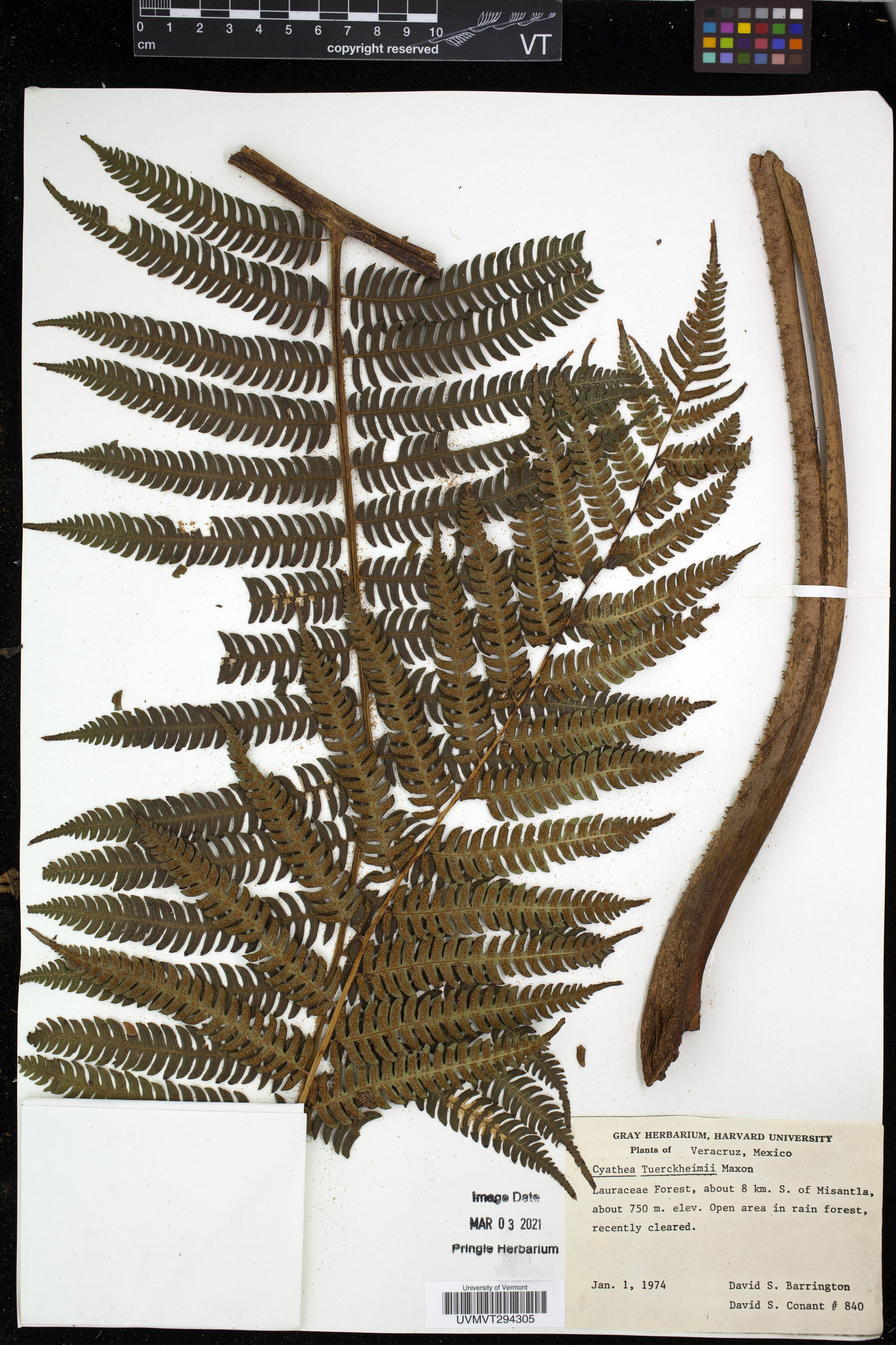 Cyathea tuerckheimii image