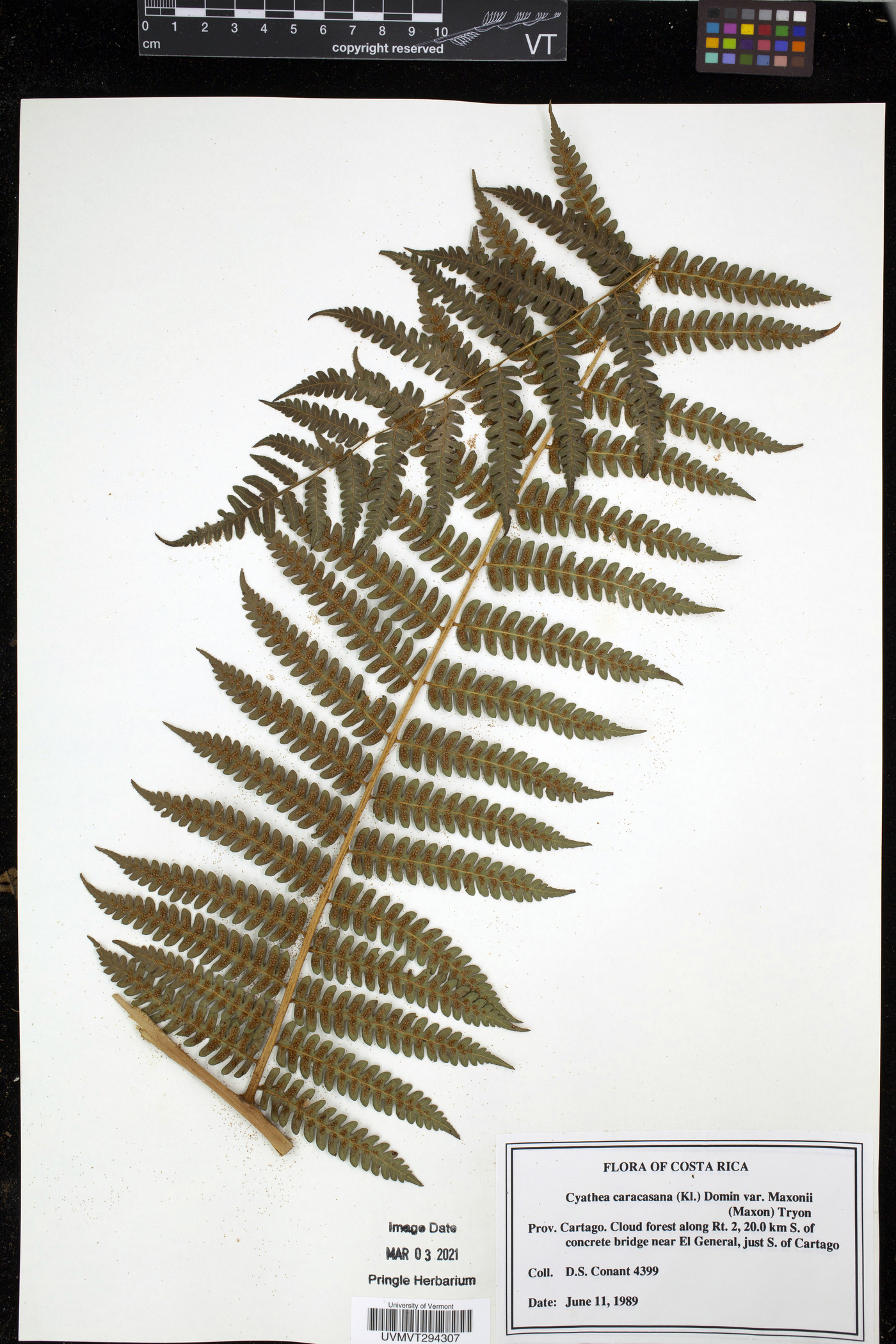 Cyathea caracasana image