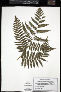 Cyathea caracasana var. maxonii image