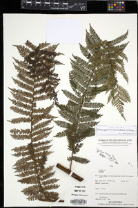 Cyathea truncata image