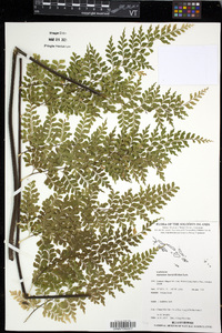 Asplenium laserpitiifolium image