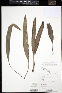 Antrophyum plantagineum image