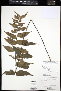 Asplenium polyodon image