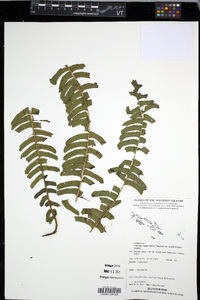 Lindsaea repens image