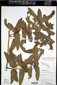 Image of Histiopteris herbacea