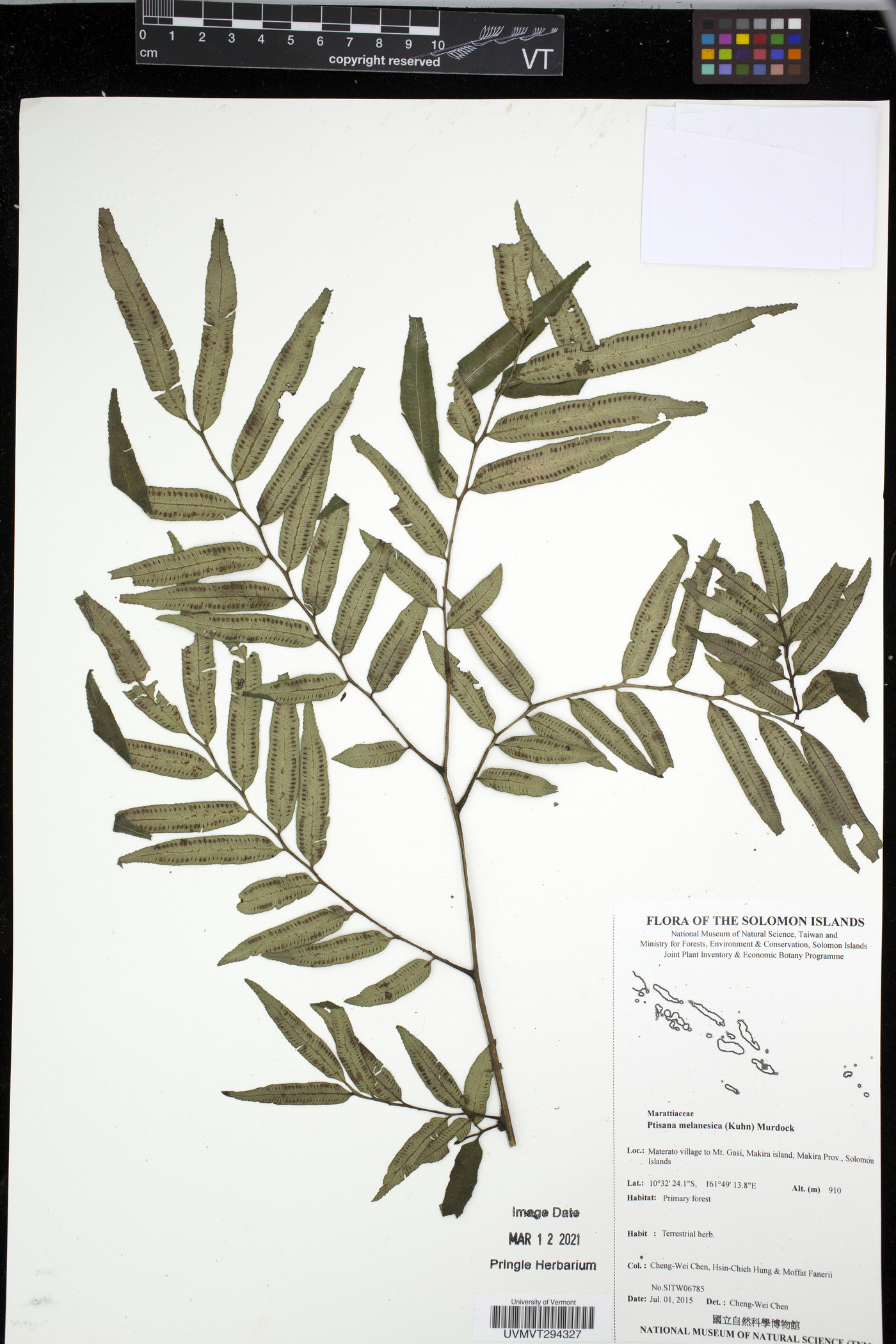 Ptisana melanesica image