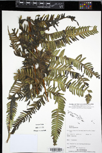 Pteris tripartita image