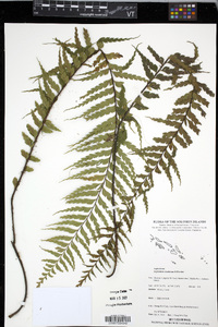 Asplenium caudatum image