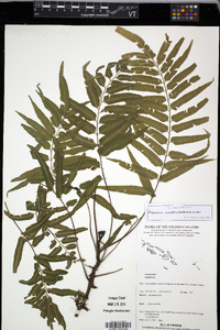 Asplenium marattioides image