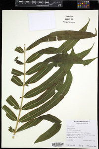 Pteris grandifolia image