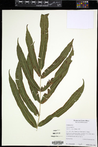 Pteris grandifolia image