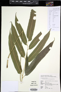 Coniogramme japonica image