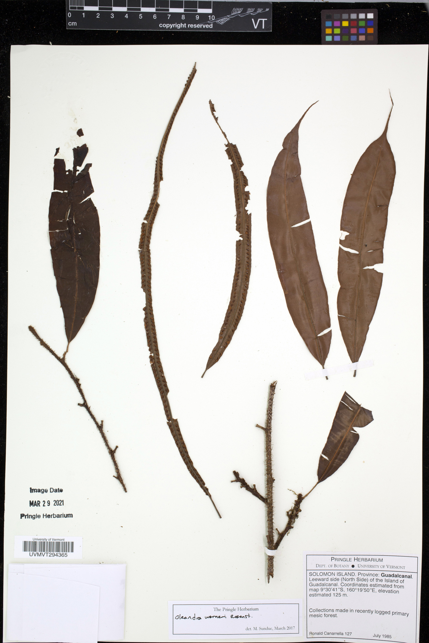 Oleandra werneri image