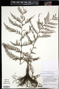 Callistopteris apiifolia image