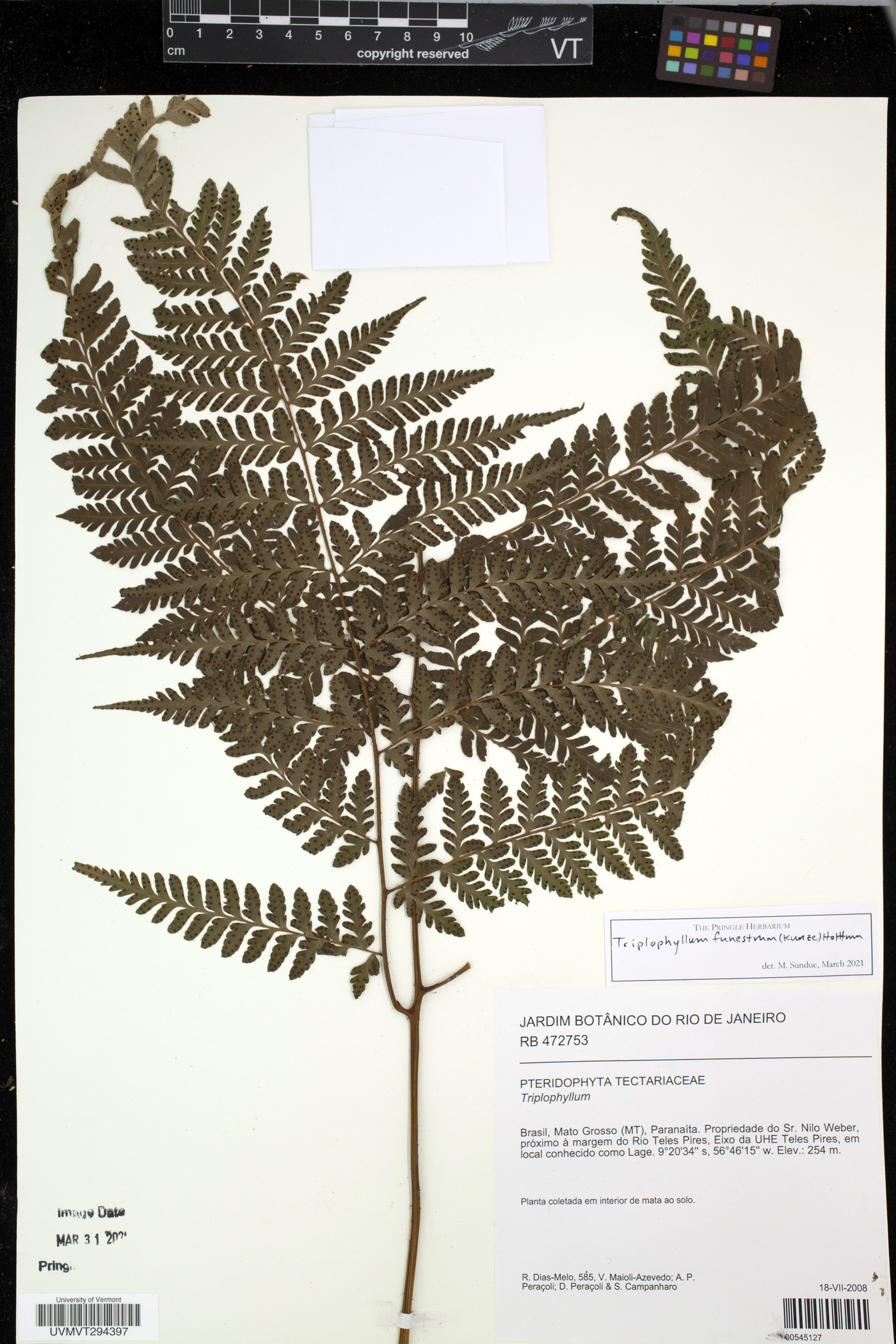 Triplophyllum funestum image