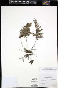 Abrodictyum rigidum image