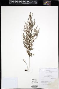 Trichomanes scandens image