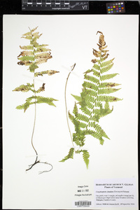 Coryphopteris simulata image