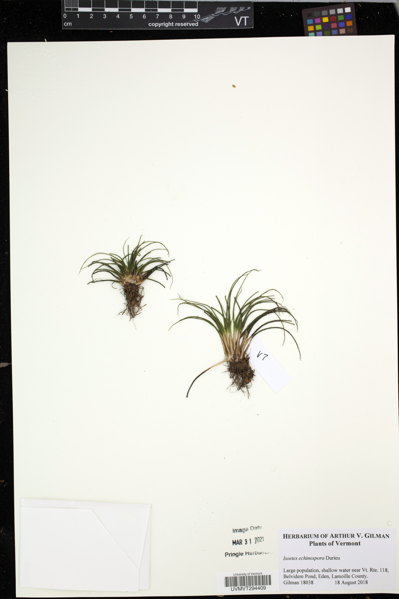 Isoetes alpina image