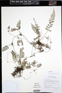 Asplenium bipinnatifidum image