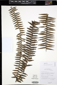 Asplenium pellucidum image