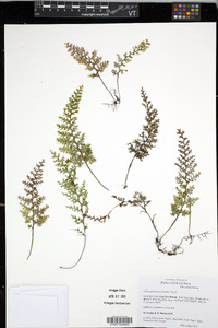 Hymenophyllum reinwardtii image