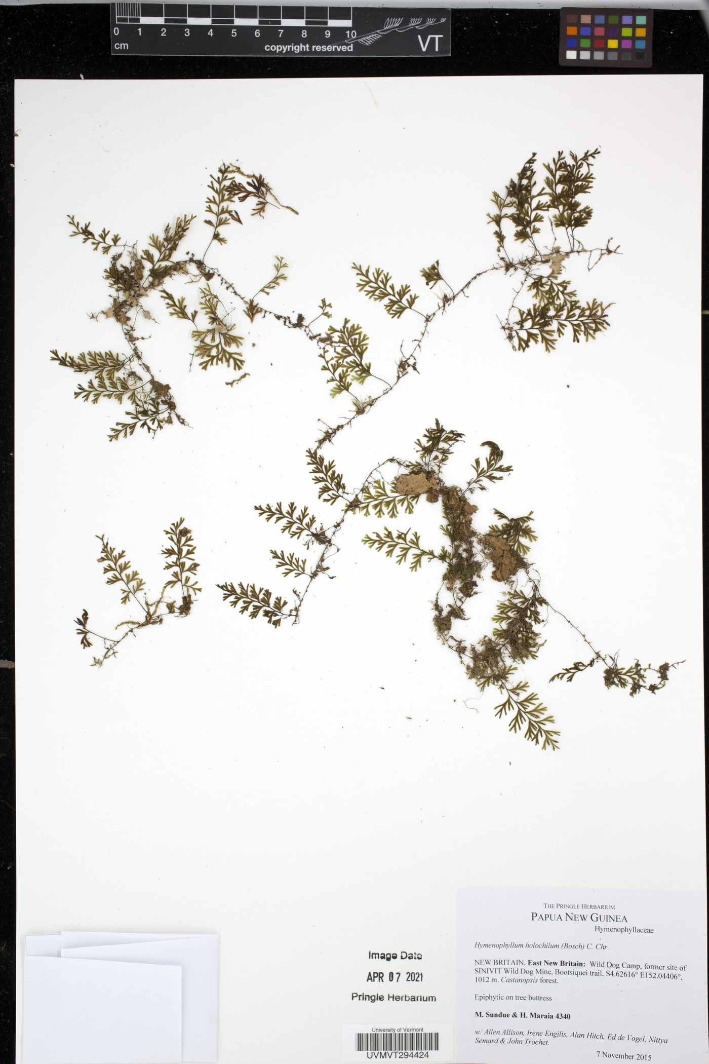 Hymenophyllum holochilum image