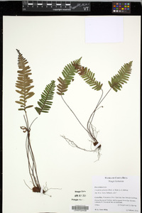 Image of Ceradenia spixiana