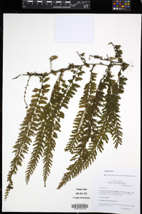 Vandenboschia auriculata image