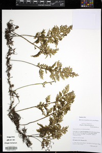 Hymenophyllum imbricatum image