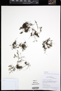 Hymenophyllum acanthoides image