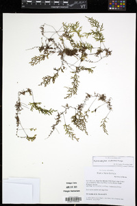 Hymenophyllum productum image