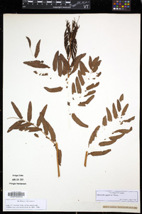 Osmunda japonica image