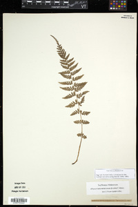 Athyrium hohenackerianum image