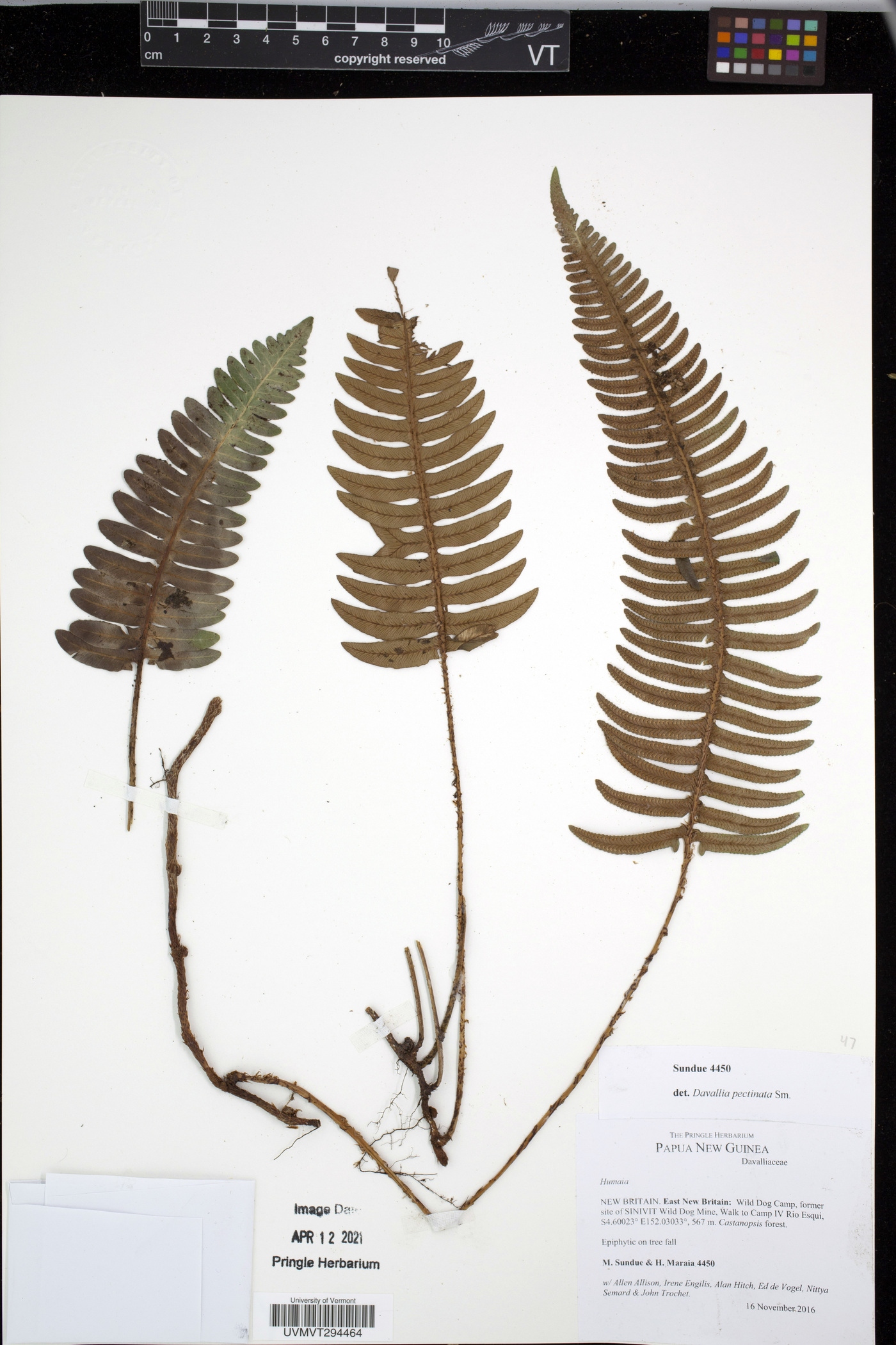 Davallia pectinata image
