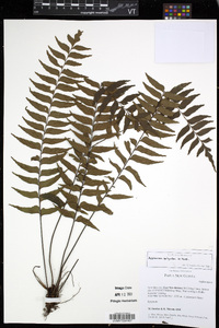 Asplenium polyodon image