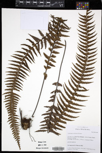 Asplenium caudatum image