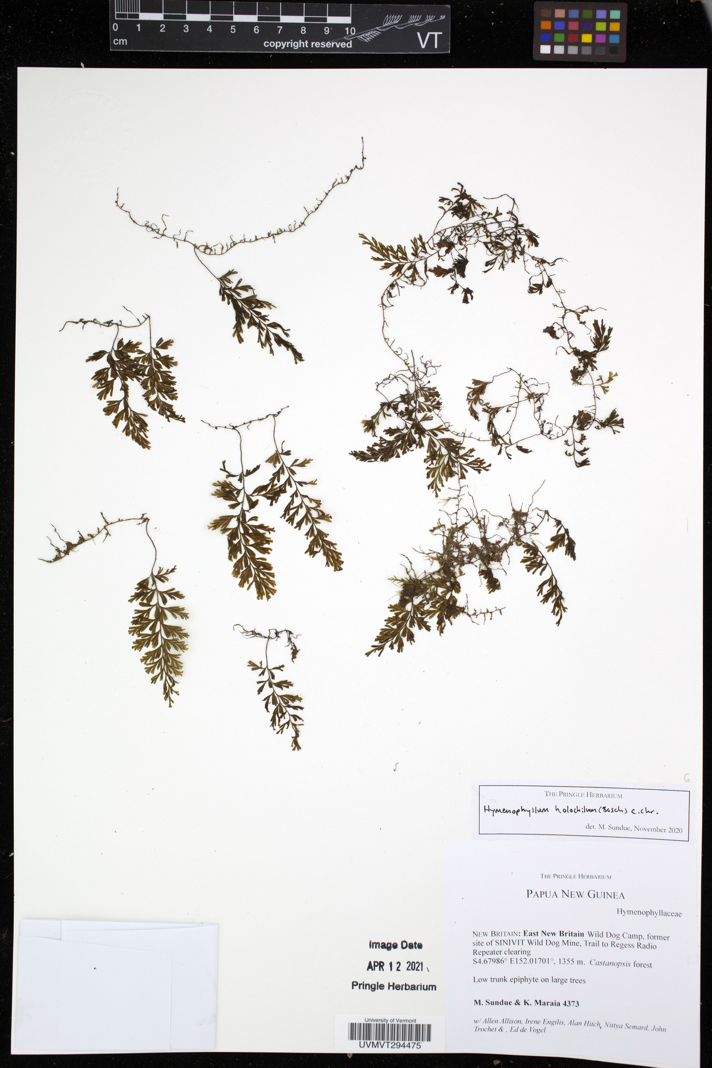 Hymenophyllum holochilum image