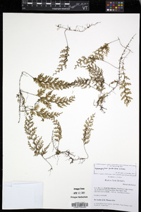 Hymenophyllum productum image