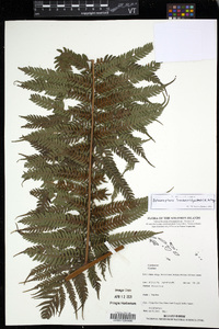 Cyathea brackenridgei image