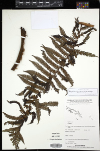 Cyathea rigens image