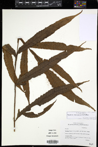 Tectaria repanda image