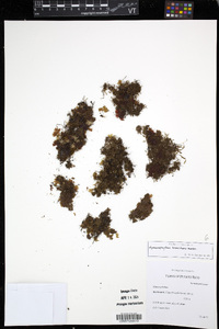 Hymenophyllum brevifrons image